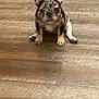Rayvin is registered to the contest to win money with this photo: adorable, animal, canine, companion, curious, cute, dog, domestic_animal, ears, floor, french_bulldog, indoor, looking_at_camera, marbled_coat, pet, puppy, sitting, small, wooden_floor, young_dog
