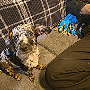 Striker is registered to the contest to win money with this photo: black, black_clothing, blanket, brown, companion, couch, cozy, curious, dog, ears, fur, home, indoor, patterned_fur, person, pet, plaid, puppy, sitting, white