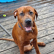 Cookie is registered to the contest to win money with this photo: dog, pet, canine, brown_fur, collar, smiling, outdoor, wooden_deck, happy, tongue_out, sitting, friendly, animal, closeup, paw, ears, fur_texture, daylight, nature, domestic_animal