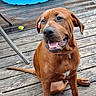 Cookie joined the competition — help win amazing prizes! dog, brown_dog, canine, pet, animal, wooden_deck, outdoor, happy, tongue_out, ears_flopped, sitting, collar, playful, closeup, daylight, wood_planks, tail, friendly, domestic_animal, smiling