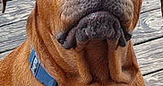 Cookie is registered to the contest to win money with this photo: dog, brown_dog, collar, pet, animal, wooden_deck, outdoor, sitting, looking_up, close_up, smartphone_screenshot, app_icons, search_bar, technology, mobile_phone, screen, user_interface, digital_overlay, expression, curious