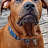 dog, brown_dog, collar, pet, animal, wooden_deck, outdoor, sitting, looking_up, close_up, smartphone_screenshot, app_icons, search_bar, technology, mobile_phone, screen, user_interface, digital_overlay, expression, curious