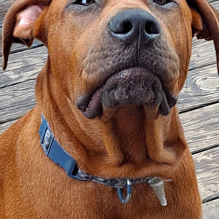 Cookie is registered to the contest to win money with this photo: dog, brown_dog, collar, pet, animal, wooden_deck, outdoor, sitting, looking_up, close_up, smartphone_screenshot, app_icons, search_bar, technology, mobile_phone, screen, user_interface, digital_overlay, expression, curious
