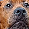 Cookie is registered to the contest to win money with this photo: dog, brown_dog, close_up, face, nose, ears, wooden_background, pet, animal, canine, expression, curious, outdoor, portrait, fur, snout, muzzle, looking_up, detail, texture