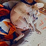 dog, pet_bed, blanket, floor, floral_pattern, resting, small_dog, cozy, indoor, relaxed, ear, paw, cute, home, animal, sleeping, comfort, fur, domestic_animal, lying_down