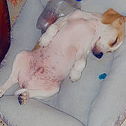 Apollo joined the competition — help win amazing prizes! dog, sleeping, bed, pet, indoor, floor, toy, plastic_bottle, paw, ear, nose, fur, relaxation, cozy, spot, blanket, footwear, slipper, quiet, rest