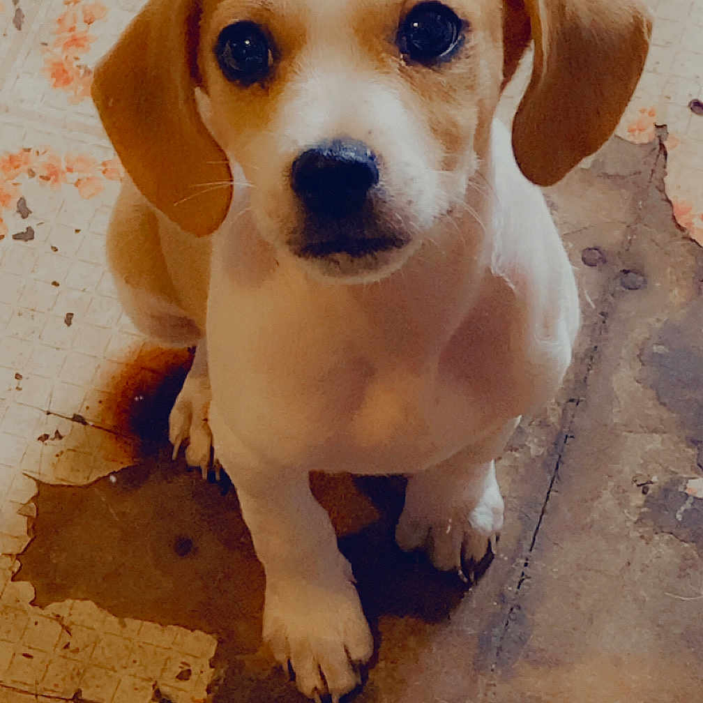 Apollo joined the competition — help win amazing prizes! adorable, animal, brown_and_white, canine, close_up, curious, cute, dog, floor, indoor, looking_up, peeling_paint, pet, portrait, puppy, rustic, sitting, small_dog, worn_floor, young_dog