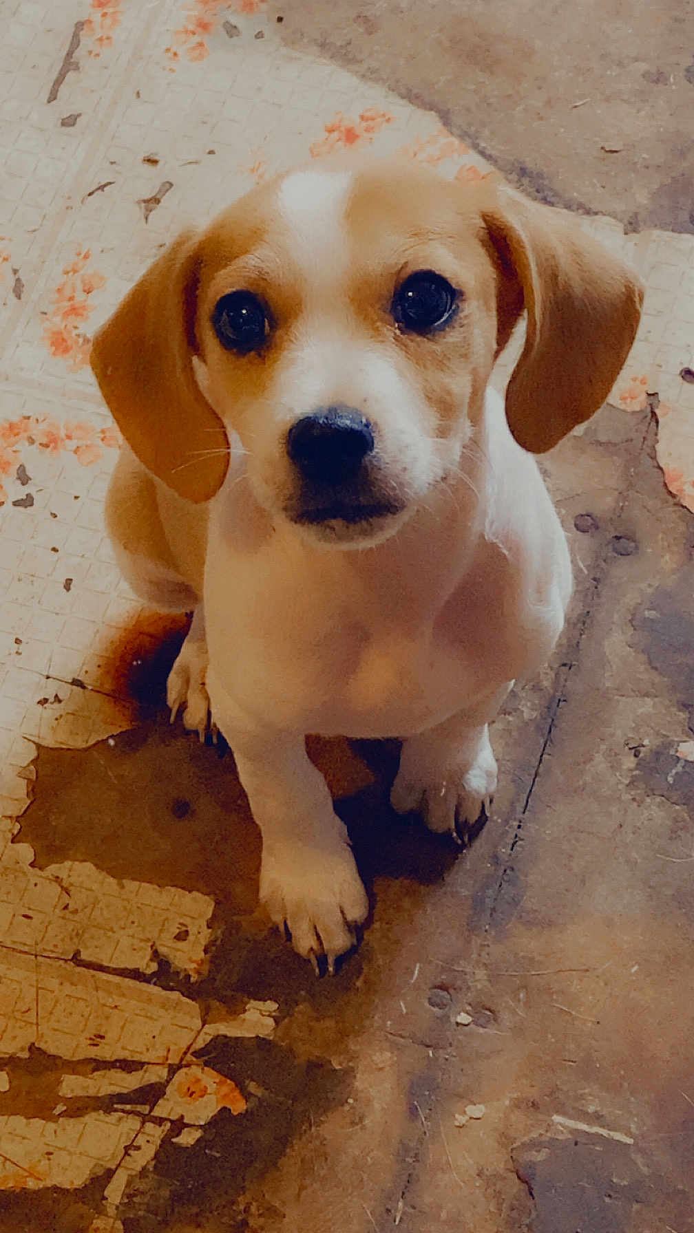 Apollo