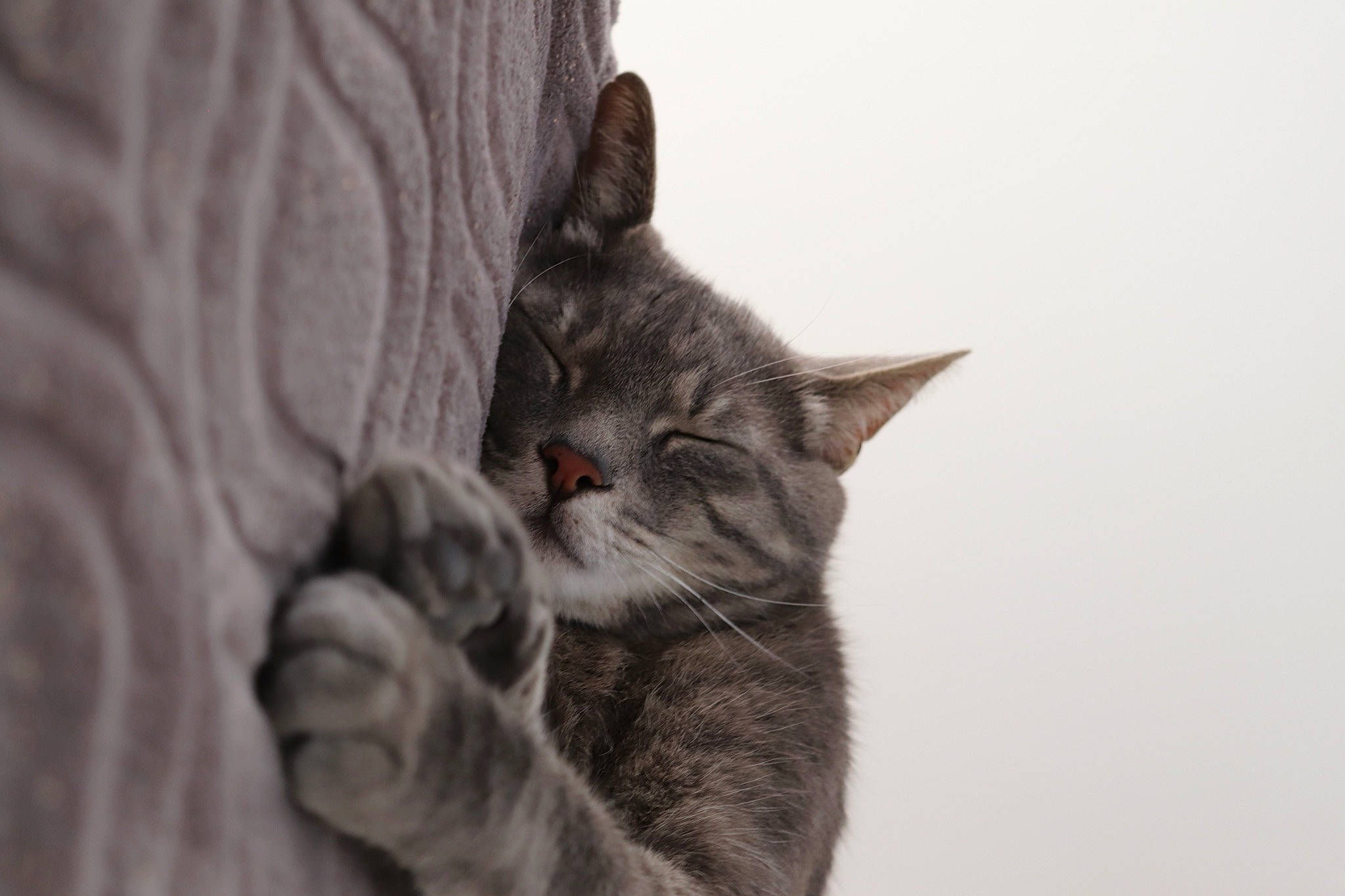 Berlioz participe au concours pour gagner de l'argent avec cette photo : carnivore, cat, claw, comfort, domestic_short_haired_cat, ear, eye, felidae, fur, gesture, grey, monochrome, monochrome_photography, paw, sitting, small_to_medium_sized_cats, snout, tail, tree, whiskers