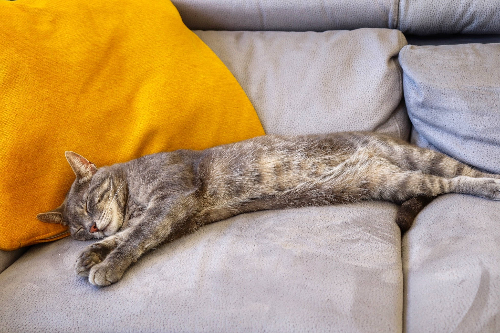 Berlioz participe au concours pour gagner de l'argent avec cette photo : bed, canidae, carnivore, cat, claw, comfort, couch, domestic_short_haired_cat, felidae, fur, grey, linens, nap, paw, small_to_medium_sized_cats, sporting_group, tail, terrestrial_animal, whiskers, wildlife
