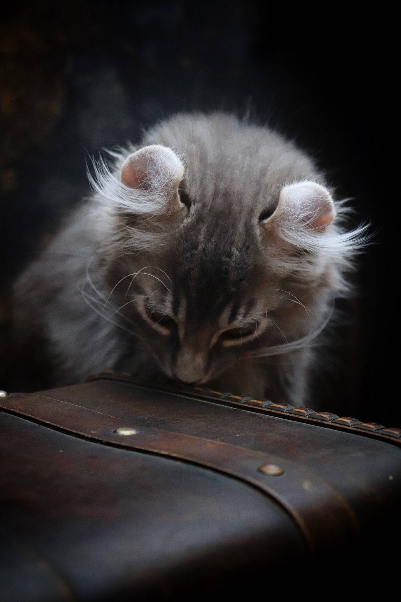 Schopin a rejoint le concours — aidez-le/la à gagner de superbes lots ! british_longhair, carnivore, cat, chair, comfort, darkness, felidae, fur, grey, musical_instrument, paw, small_to_medium_sized_cats, snout, tail, vegetable, whiskers, window, windshield