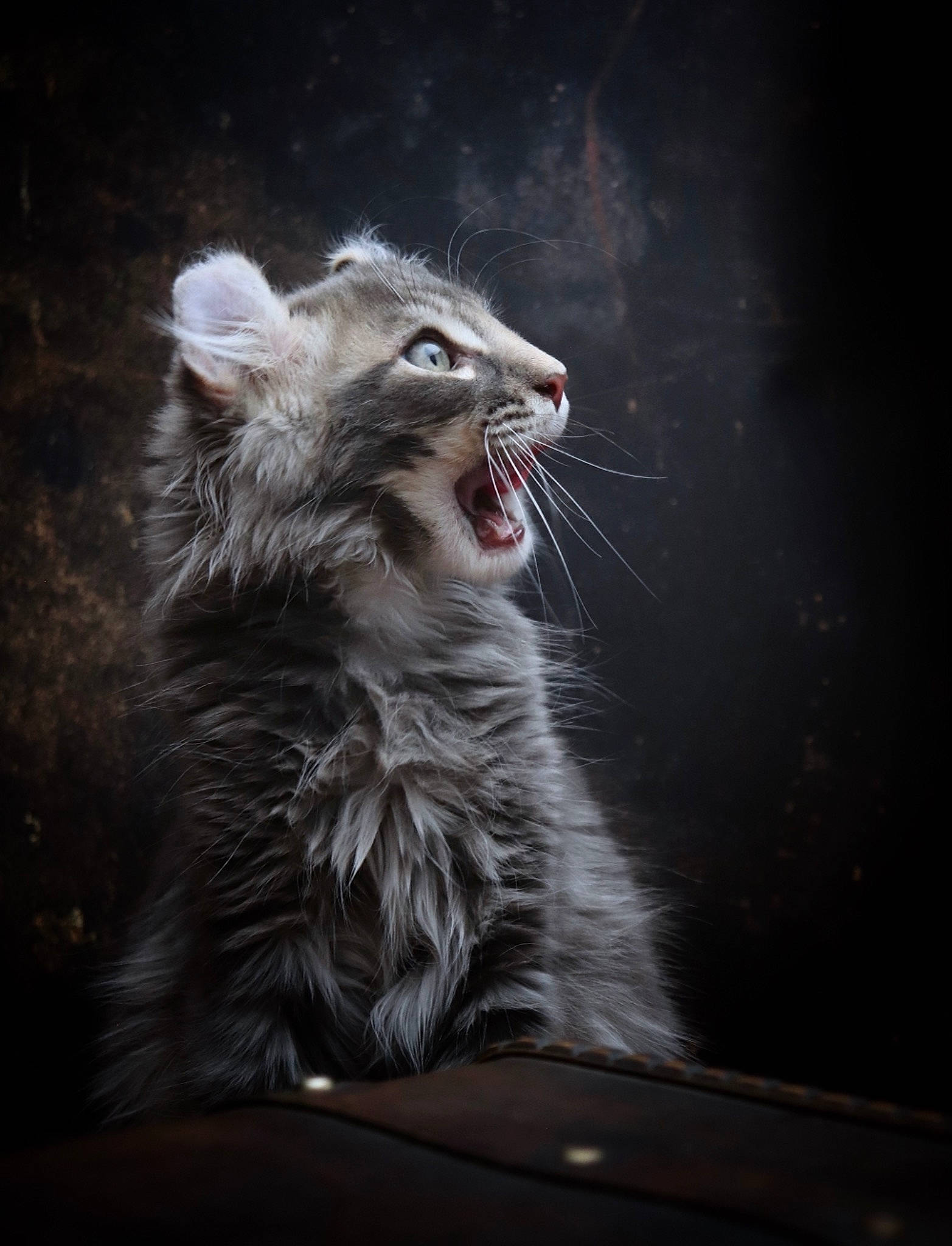 Schopin a rejoint le concours — aidez-le/la à gagner de superbes lots ! art, carnivore, cat, darkness, door, eye, fang, felidae, flash_photography, fur, grey, jaw, plant, roar, small_to_medium_sized_cats, snout, terrestrial_animal, whiskers, window, yawn