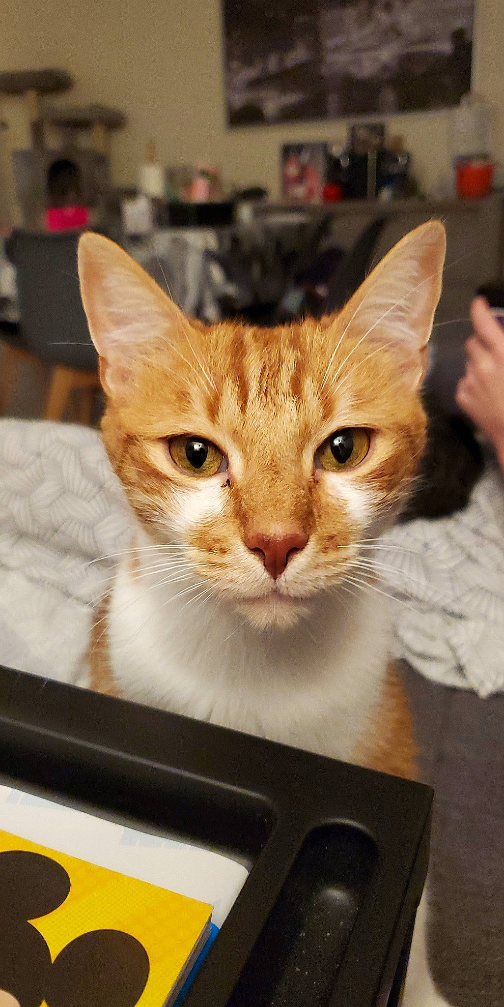 Oliver a rejoint le concours — aidez-le/la à gagner de superbes lots ! carnivore, cat, collar, domestic_short_haired_cat, fawn, felidae, fur, small_to_medium_sized_cats, snout, vehicle_door, whiskers