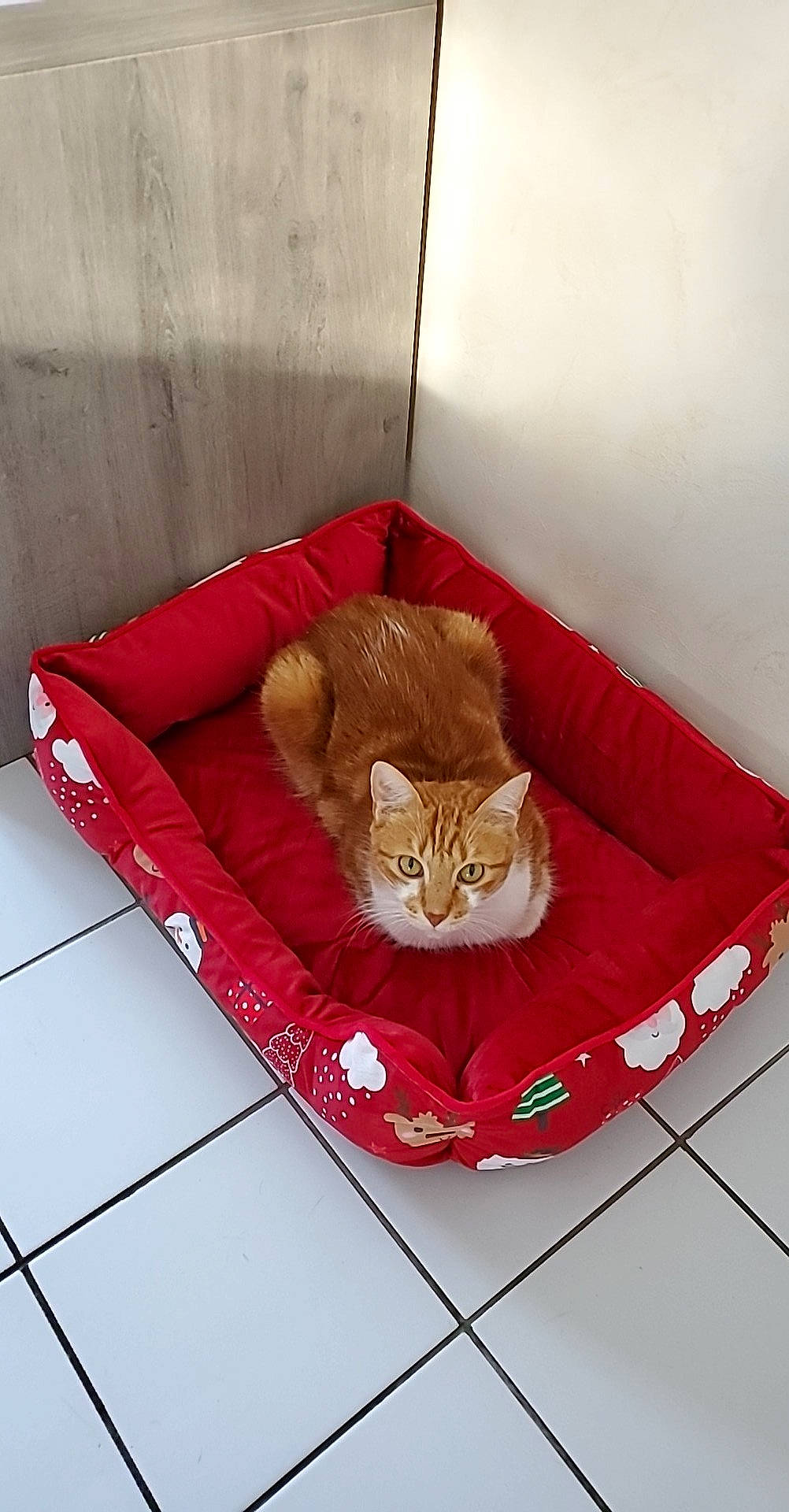 Oliver a rejoint le concours — aidez-le/la à gagner de superbes lots ! carnivore, cat, cat_bed, cat_supply, chair, comfort, couch, fawn, felidae, floor, flooring, fur, hardwood, pet_supply, rectangle, small_to_medium_sized_cats, studio_couch, tail, whiskers, wood