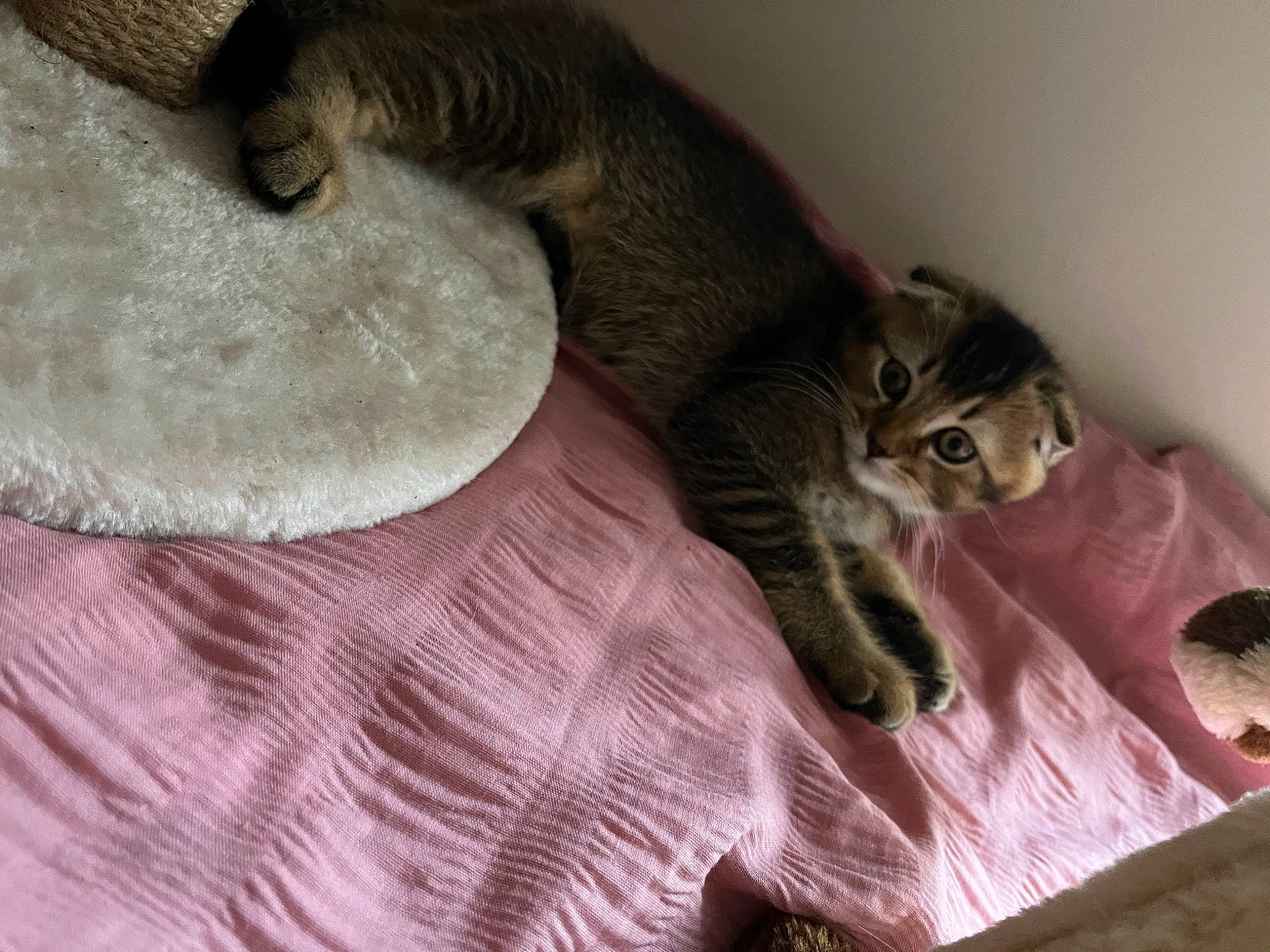 Simba is registered to the contest to win money with this photo: bed, carnivore, cat, cat_supply, claw, comfort, domestic_short_haired_cat, fawn, felidae, fur, grey, linens, paw, sitting, small_to_medium_sized_cats, snout, tail, whiskers, wood