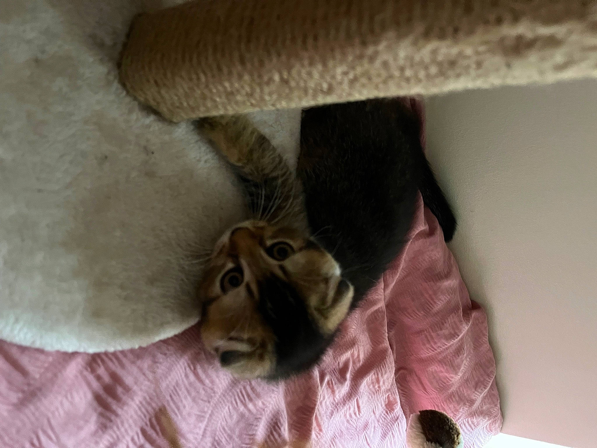 Simba is registered to the contest to win money with this photo: carnivore, cat, cat_bed, cat_supply, comfort, devon_rex, domestic_short_haired_cat, fawn, felidae, fur, hat, linens, liver, room, small_to_medium_sized_cats, snout, tail, terrestrial_animal, whiskers, wood