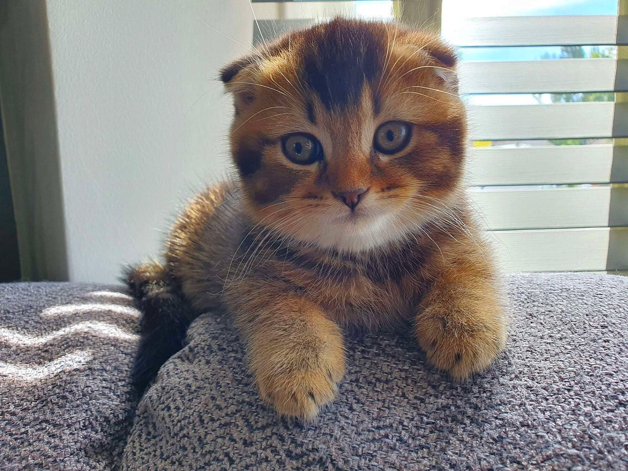 Simba joined the competition — help win amazing prizes! carnivore, cat, claw, comfort, domestic_short_haired_cat, fawn, felidae, flooring, fur, paw, shelf, sitting, small_to_medium_sized_cats, snout, tail, terrestrial_animal, toy, whiskers, wood