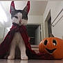 animal, bathroom, black, cape, cat, costume, countertop, cute, decor, face, funny, halloween, holiday, indoor, orange, pet, plaid, pumpkin, smile, white