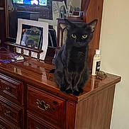 Abby is registered to the contest to win money with this photo: black_cat, bottle, cat, cozy, decor, domestic_animal, framed_photos, furniture, glasses, household, indoor, mirror, person_on_tv, pet, reflection, sitting, television, wood, wooden_dresser, yellow_eyes