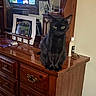 black_cat, bottle, cat, cozy, decor, domestic_animal, framed_photos, furniture, glasses, household, indoor, mirror, person_on_tv, pet, reflection, sitting, television, wood, wooden_dresser, yellow_eyes
