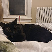 Chase is registered to the contest to win money with this photo: cat, black_cat, bed, blanket, window, radiator, indoor, pet, feline, animal, cozy, resting, fur, curious, domestic, sleepy, home, comfort, relaxation, interior