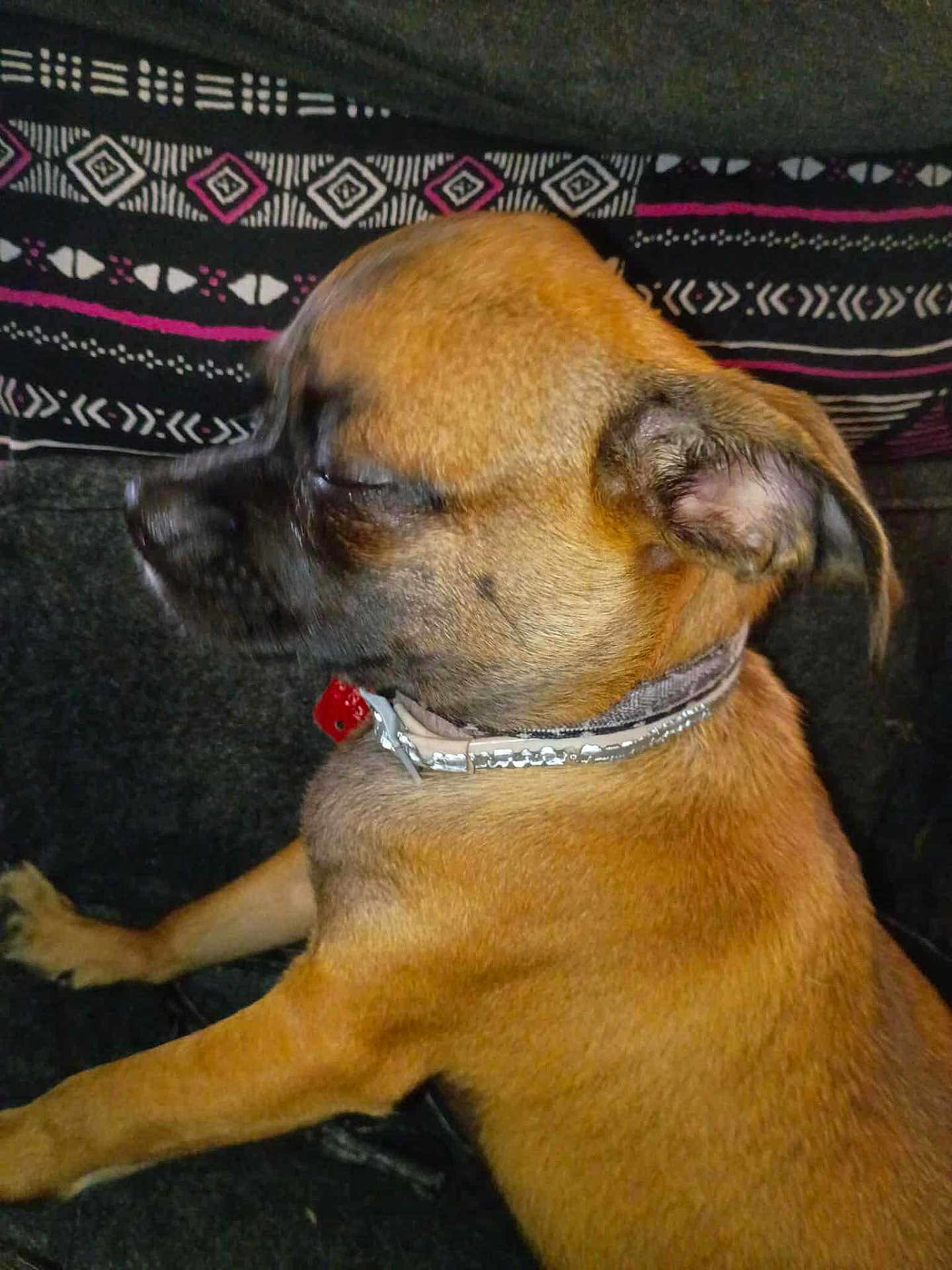 Bosco joined the competition — help win amazing prizes! dog, pet, brown_fur, collar, indoor, resting, sleepy, close_up, animal, cute, canine, furry, small_dog, side_view, couch, patterned_cushion, relaxed, domestic, companion, snout