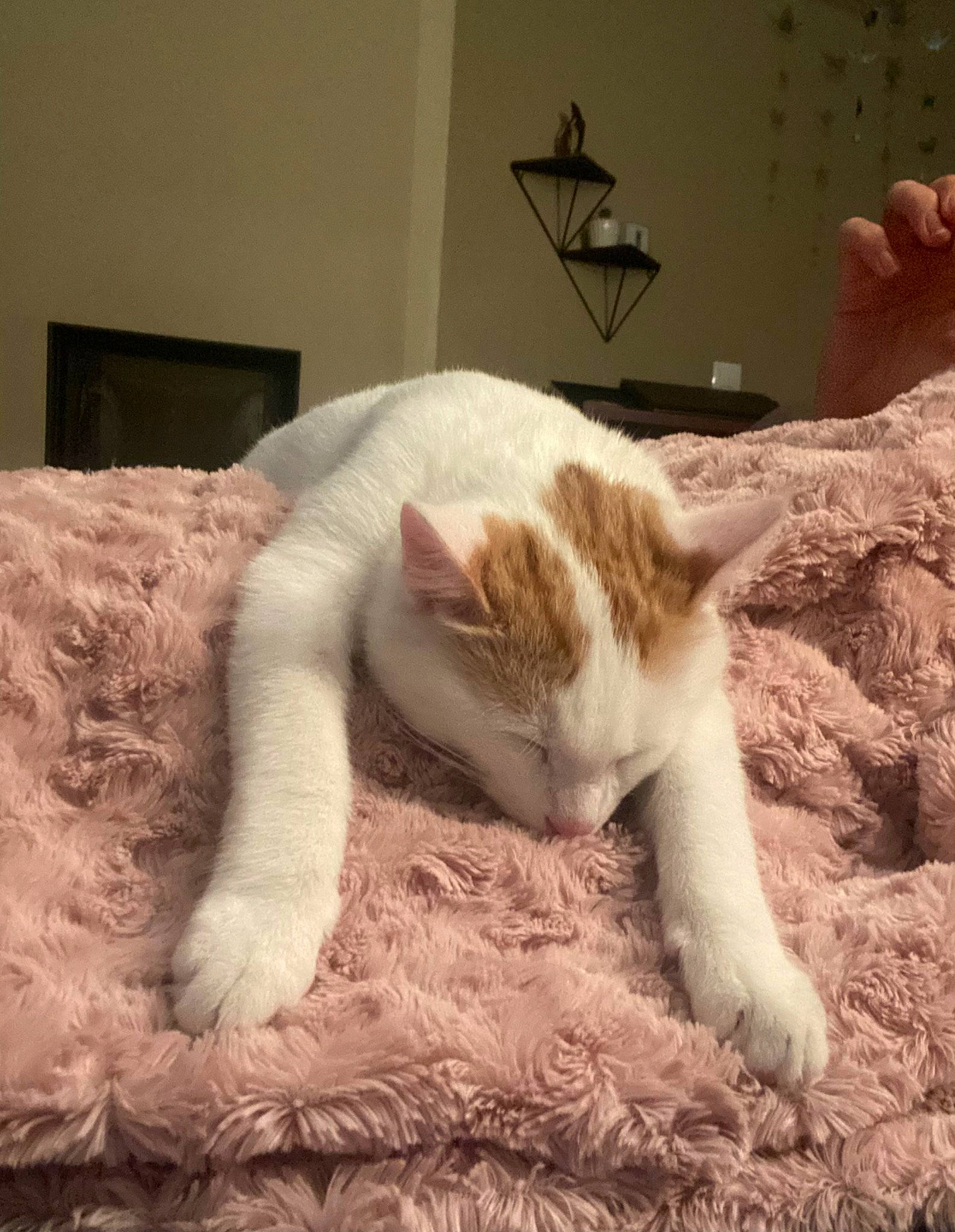 Tokyo participe au concours pour gagner de l'argent avec cette photo : carnivore, cat, cat_supply, claw, comfort, domestic_short_haired_cat, fawn, felidae, flooring, fur, gesture, hardwood, linens, paw, small_to_medium_sized_cats, snout, tail, terrestrial_animal, whiskers, wood