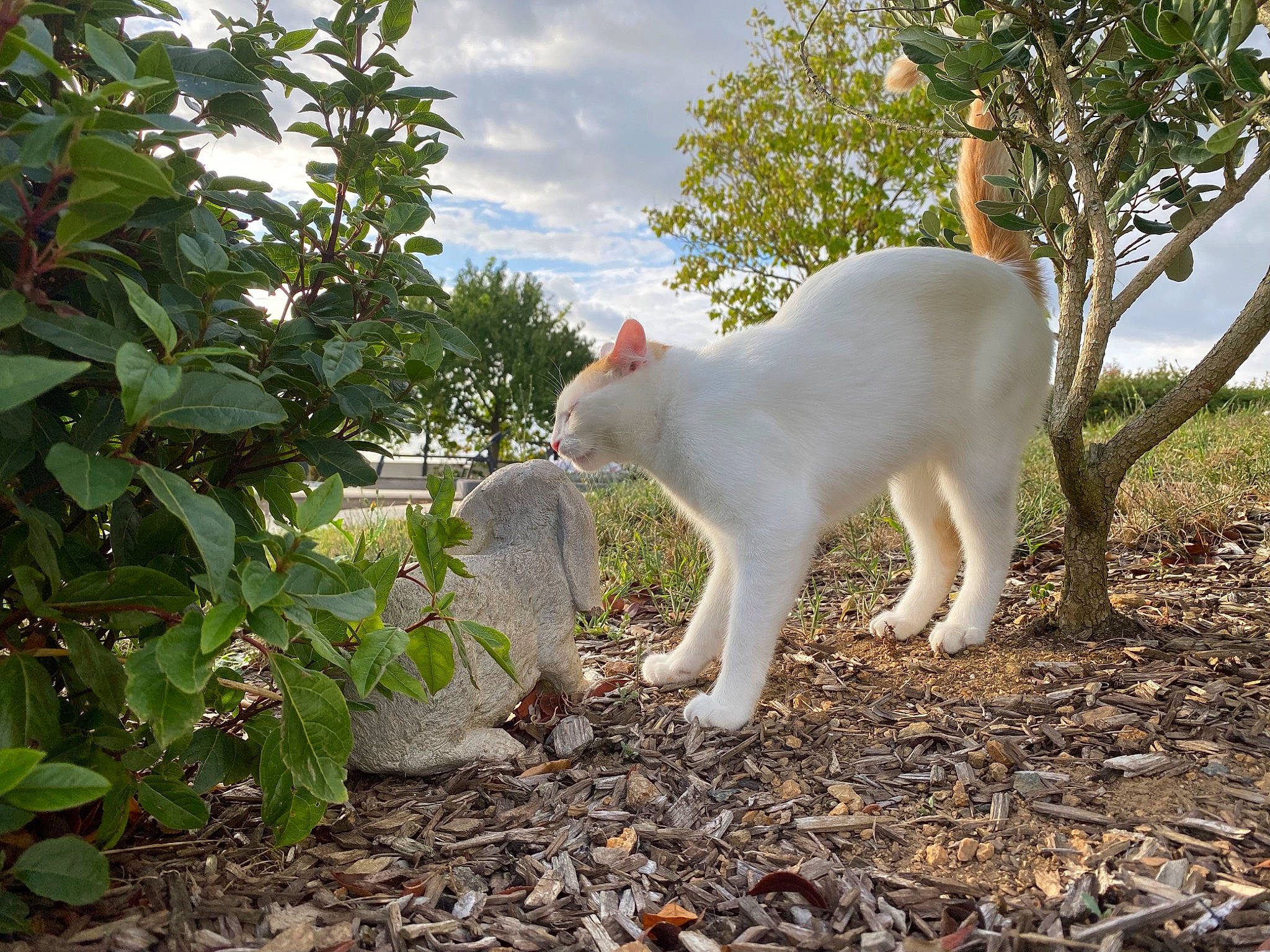 Tokyo a rejoint le concours — aidez-le/la à gagner de superbes lots ! carnivore, cat, cloud, companion_dog, fawn, felidae, grass, landscape, livestock, pasture, plant, shrub, sky, small_to_medium_sized_cats, soil, tail, tree, whiskers, wildlife, wood