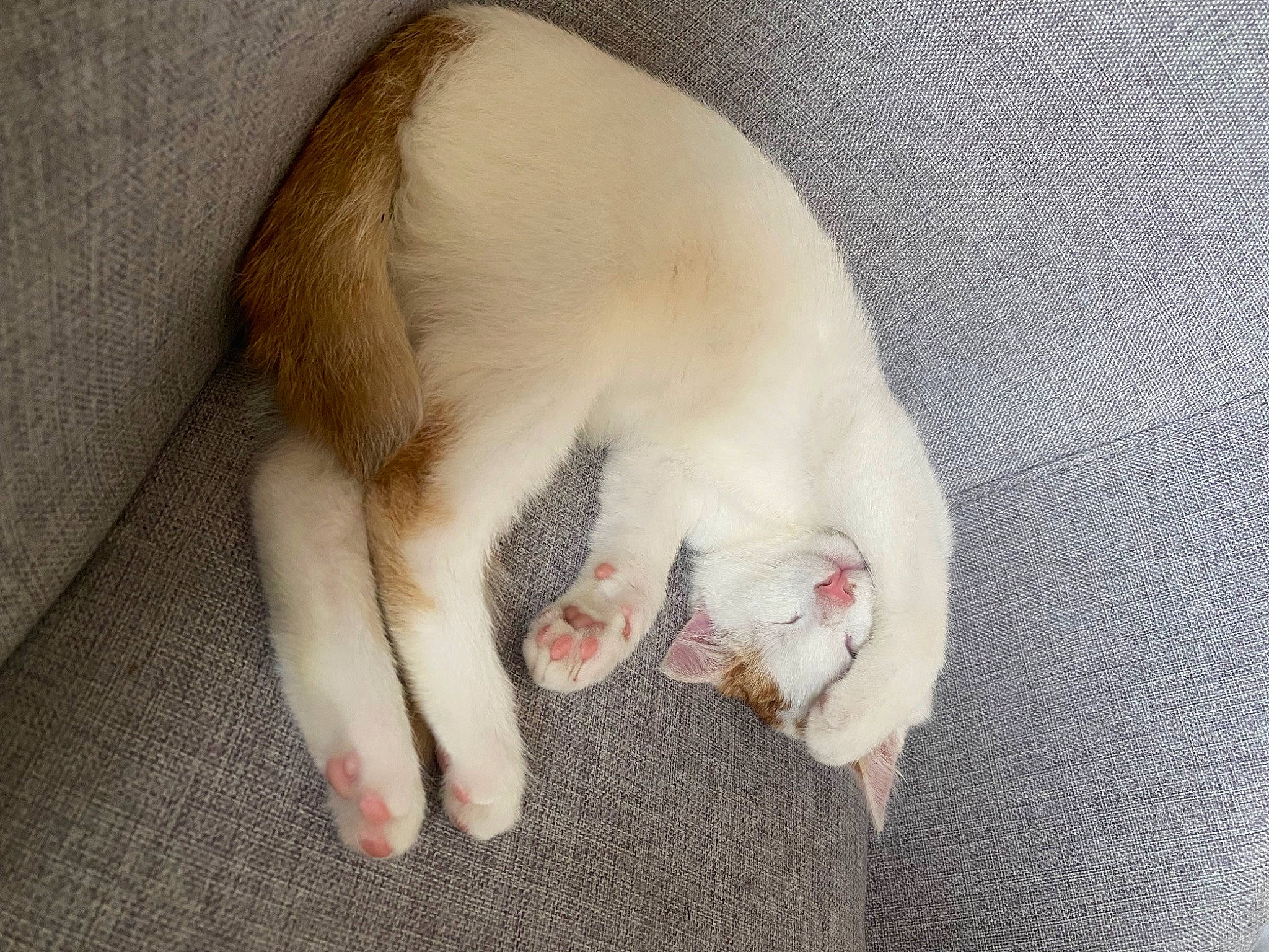 Tokyo participe au concours pour gagner de l'argent avec cette photo : canidae, carnivore, cat, claw, comfort, companion_dog, dog_breed, domestic_short_haired_cat, fang, fawn, felidae, fur, nail, paw, small_to_medium_sized_cats, snout, sporting_group, tail, terrestrial_animal, whiskers