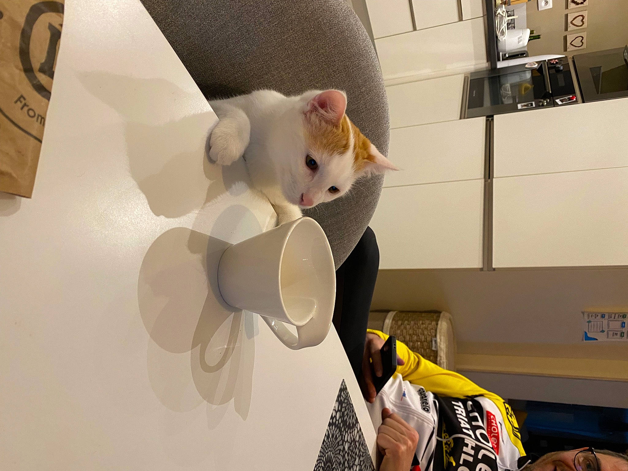 Tokyo participe au concours pour gagner de l'argent avec cette photo : art, cat, ceiling, circle, eyewear, felidae, font, fur, paper, paper_product, plush, room, shelf, small_to_medium_sized_cats, stuffed_toy, tail, teddy_bear, toy, visual_arts, whiskers