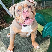Phoebe joined the competition — help win amazing prizes! animal, brown_dog, canine, cute, dog, ears_floppy, fence, friendly, grass, greenery, happy, mat, outdoor, pet, pink_nose, playground, puppy, tongue_out, wooden_table, young_dog