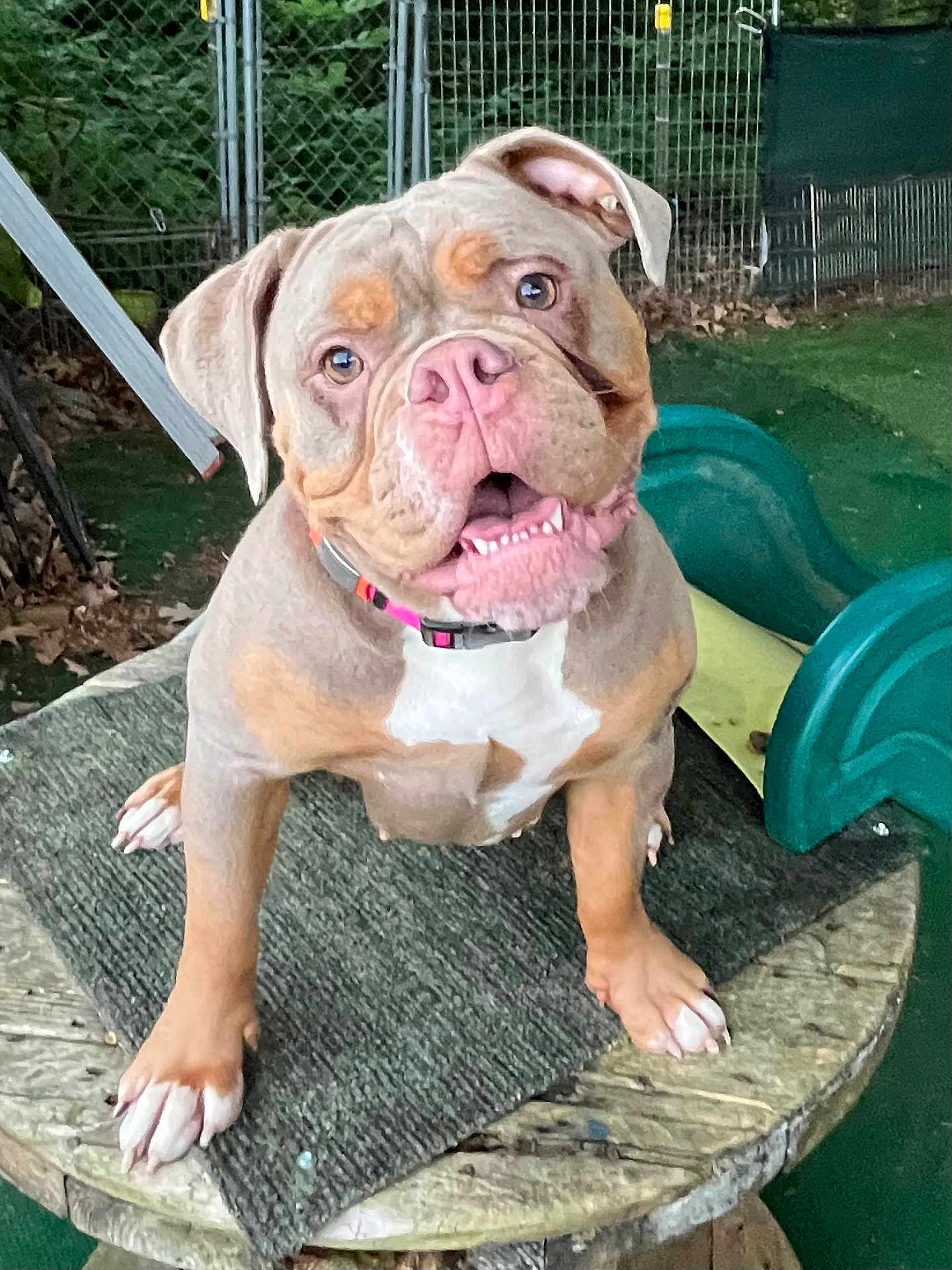 Phoebe