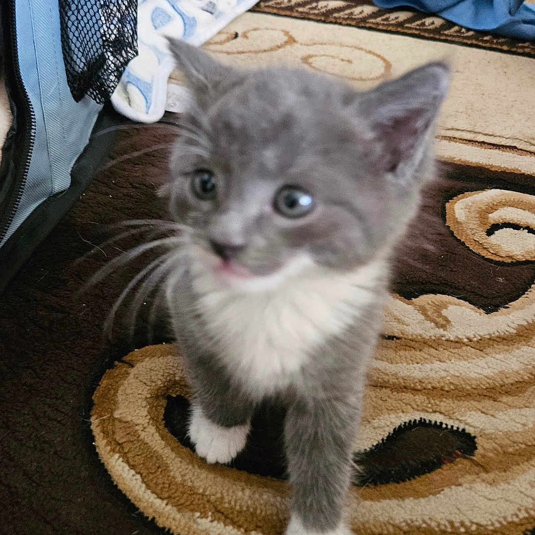 Stella is registered to the contest to win money with this photo: animal, blue_towel, carpet, cat, cozy, curious, cute, feline, floor, foot, furry, gray_cat, home, indoor, kitten, pet, towel, walking, white_paws, young