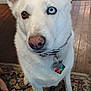 dog, white_dog, heterochromia, blue_eye, brown_eye, collar, tags, indoor, rug, wooden_floor, tile_floor, pet, animal, canine, ears, nose, paw, sitting, looking_up, domestic