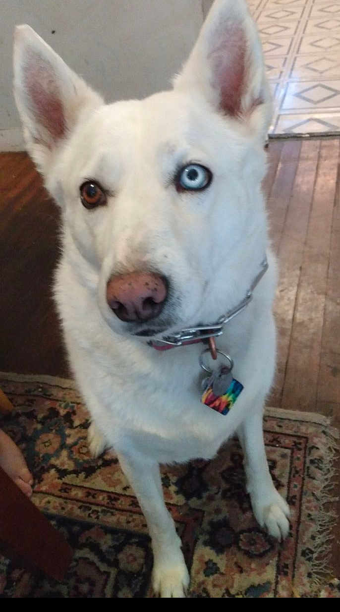 Angel is registered to the contest to win money with this photo: dog, white_dog, heterochromia, blue_eye, brown_eye, collar, tags, indoor, rug, wooden_floor, tile_floor, pet, animal, canine, ears, nose, paw, sitting, looking_up, domestic