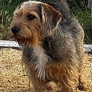 Lucien participe au concours pour gagner de l'argent avec cette photo : brown_coat, bushes, canine, curious, dog, fur, grass, grey_coat, hedge, long_fur, muzzle, outdoor, paws, pet, portrait, scruffy_dog, standing, whiskers, wood_plank, wood_shavings