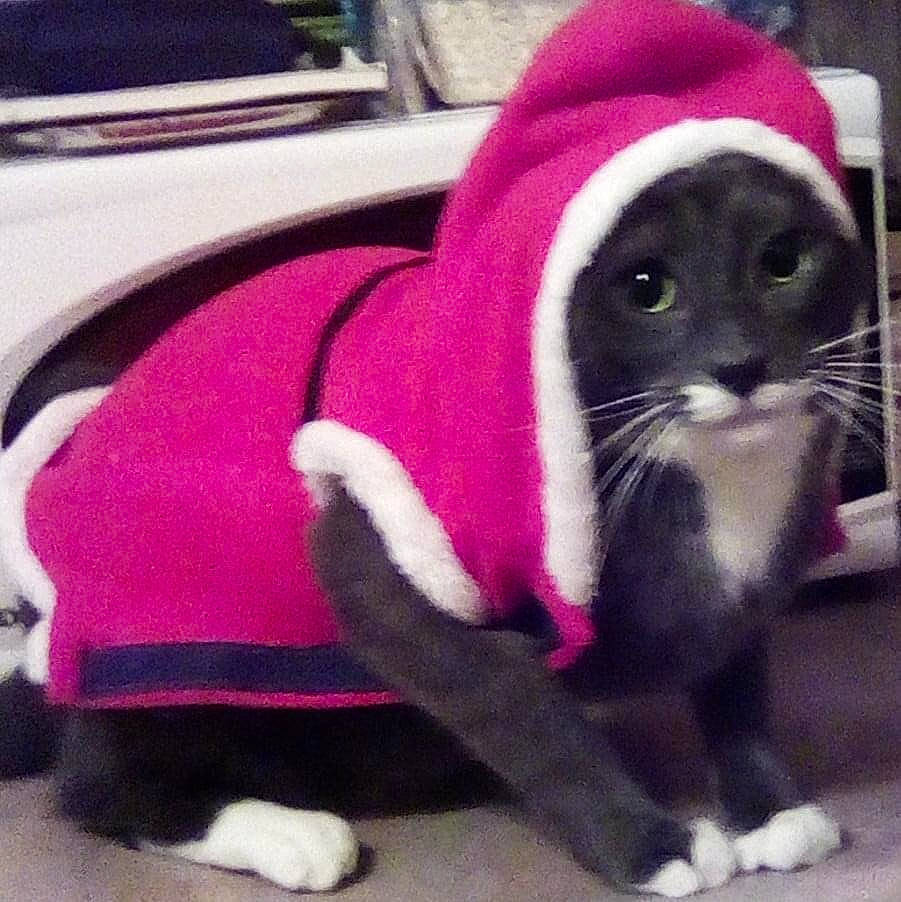 Foodie is registered to the contest to win money with this photo: carmine, carnivore, cat, comfort, companion_dog, fashion_accessory, felidae, foot, fur, hat, leg, magenta, outerwear, pink, purple, sitting, small_to_medium_sized_cats, snout, tail, whiskers