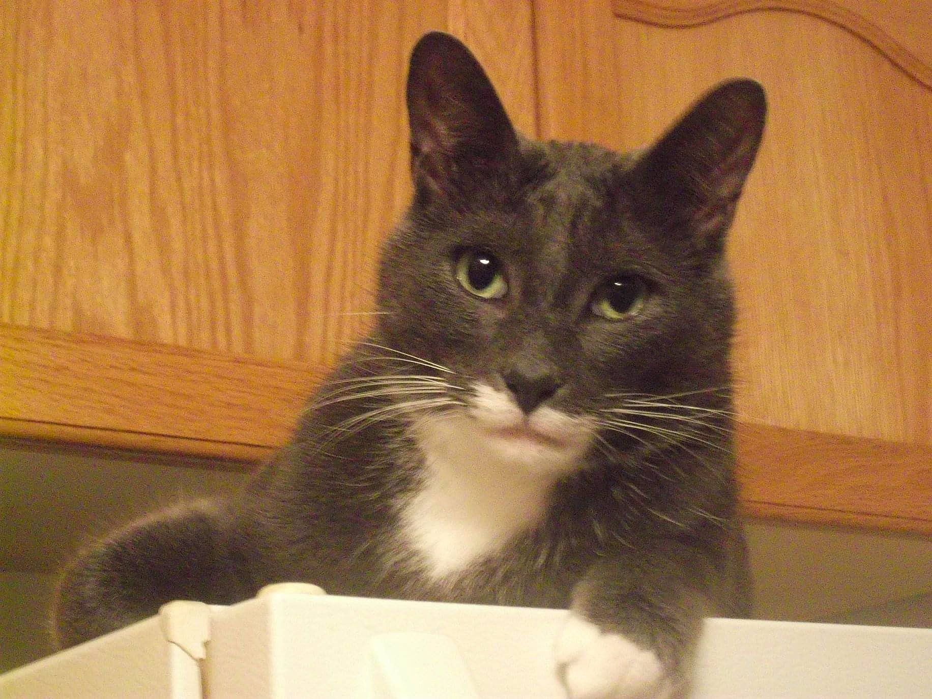 Foodie joined the competition — help win amazing prizes! black_cat, box, carnivore, cat, cat_furniture, domestic_short_haired_cat, felidae, fur, hardwood, packaging_and_labeling, paw, pet_supply, small_to_medium_sized_cats, snout, tail, whiskers, window, wood