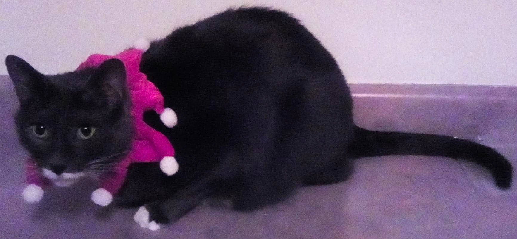 Foodie joined the competition — help win amazing prizes! black_cat, bombay, carnivore, cat, claw, collar, comfort, dog_breed, domestic_short_haired_cat, fashion_accessory, felidae, fur, paw, plant, small_to_medium_sized_cats, snout, tail, terrestrial_animal, whiskers