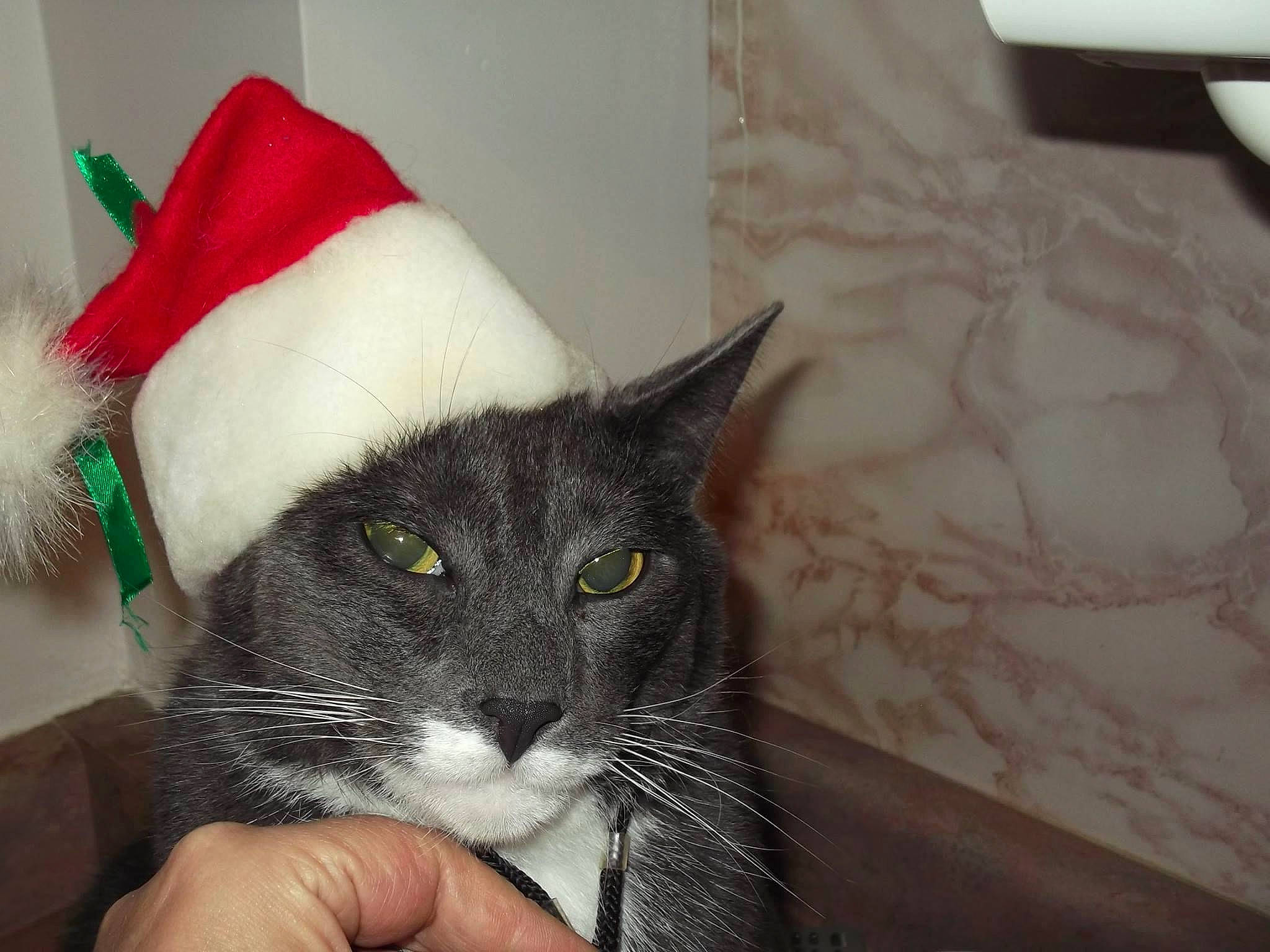 Foodie is registered to the contest to win money with this photo: carnivore, cat, comfort, costume_hat, domestic_short_haired_cat, felidae, fur, holiday, lap, linens, nail, ornament, room, small_to_medium_sized_cats, snout, tail, whiskers