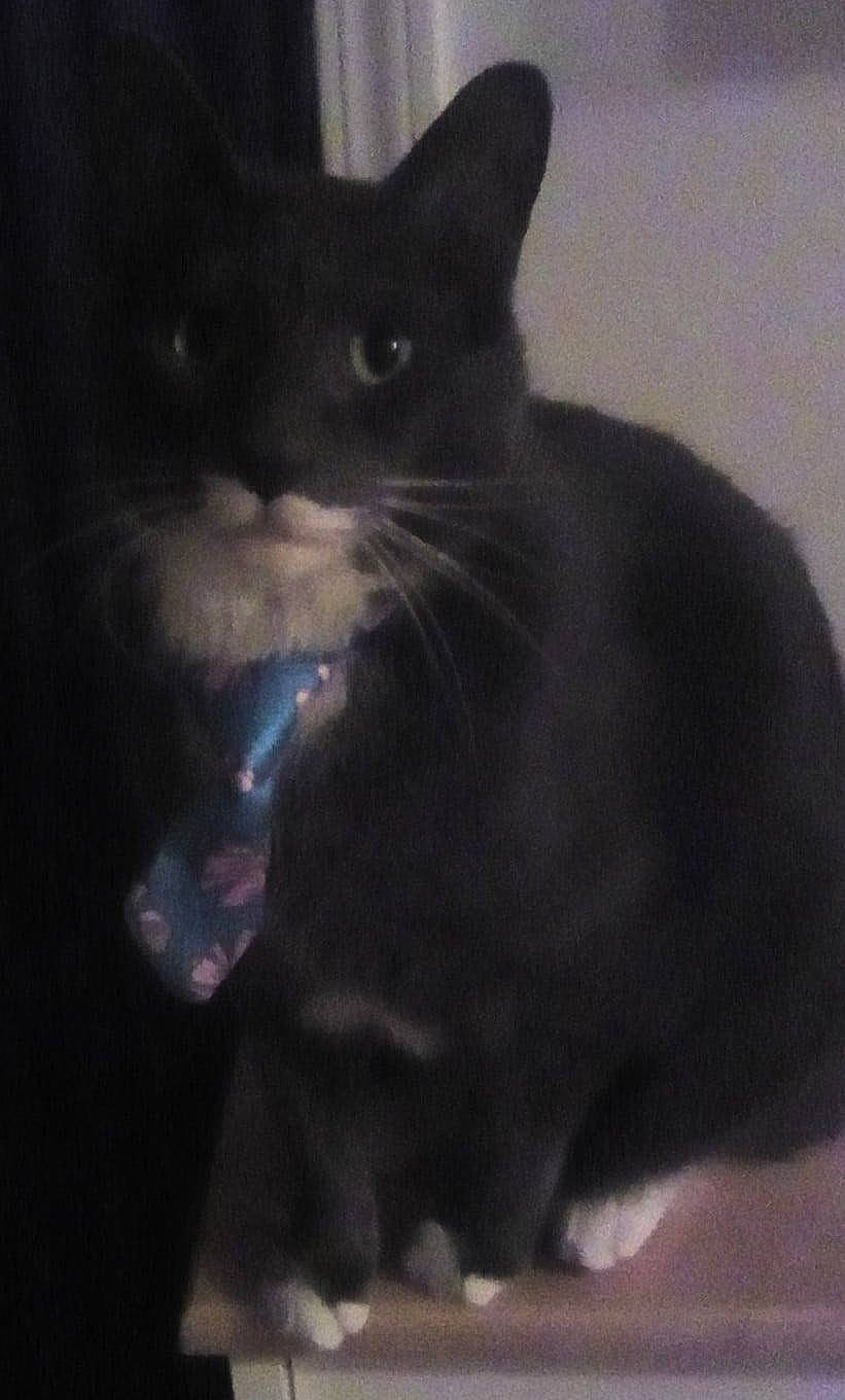 Foodie is registered to the contest to win money with this photo: black_cat, bombay, carnivore, cat, claw, domestic_short_haired_cat, electric_blue, felidae, fur, grey, paw, small_to_medium_sized_cats, tail, terrestrial_animal, whiskers