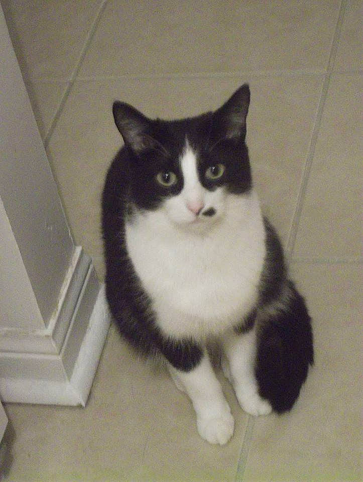 Minnie is registered to the contest to win money with this photo: carnivore, cat, comfort, domestic_short_haired_cat, felidae, flooring, fur, hardwood, paw, sitting, small_to_medium_sized_cats, snout, tail, whiskers, window