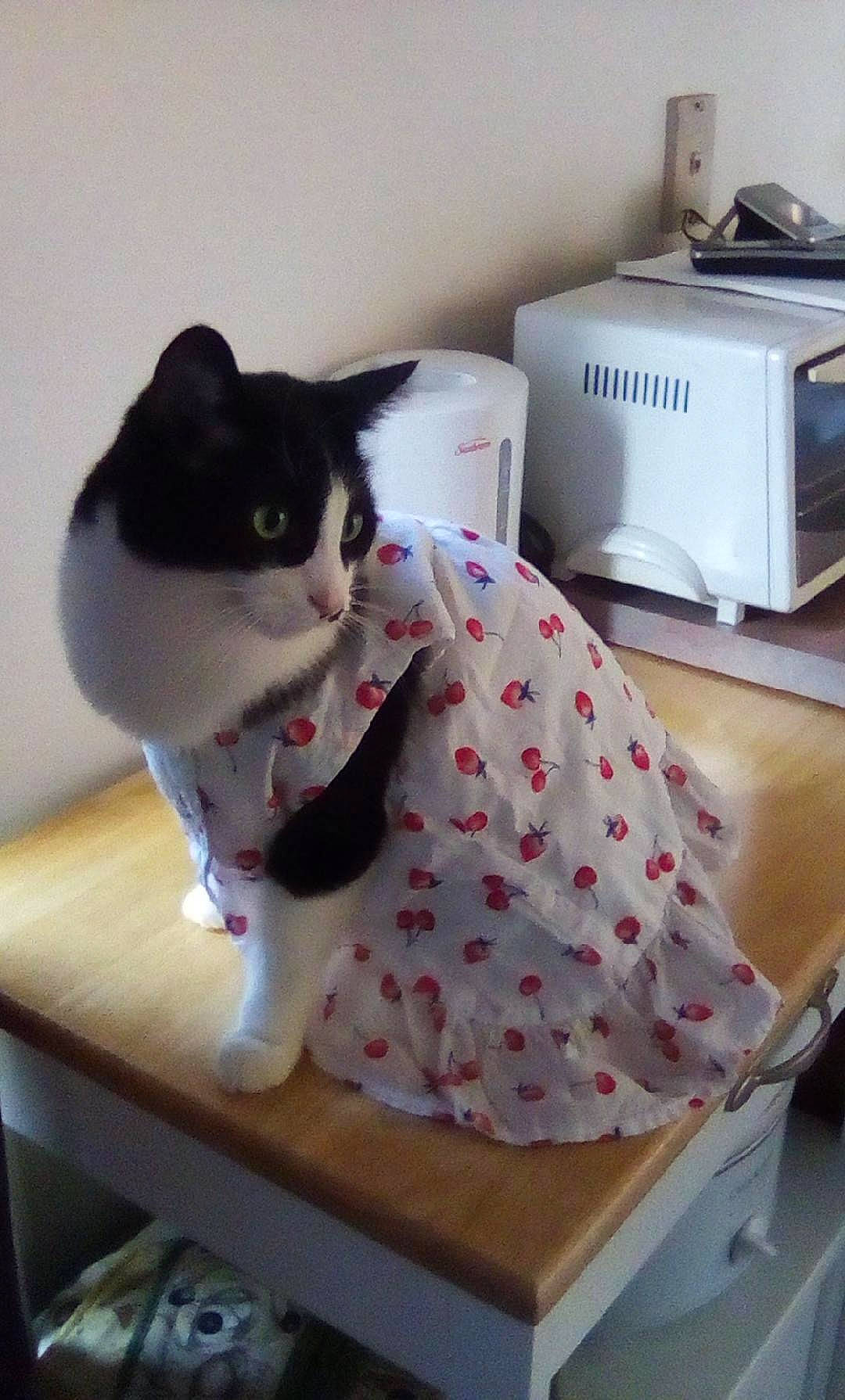 Minnie joined the competition — help win amazing prizes! carmine, carnivore, cat, domestic_short_haired_cat, felidae, flooring, home_appliance, household_supply, kitchen_appliance, linens, machine, office_equipment, paper_towel, pattern, room, small_appliance, small_to_medium_sized_cats, tail, toaster, whiskers