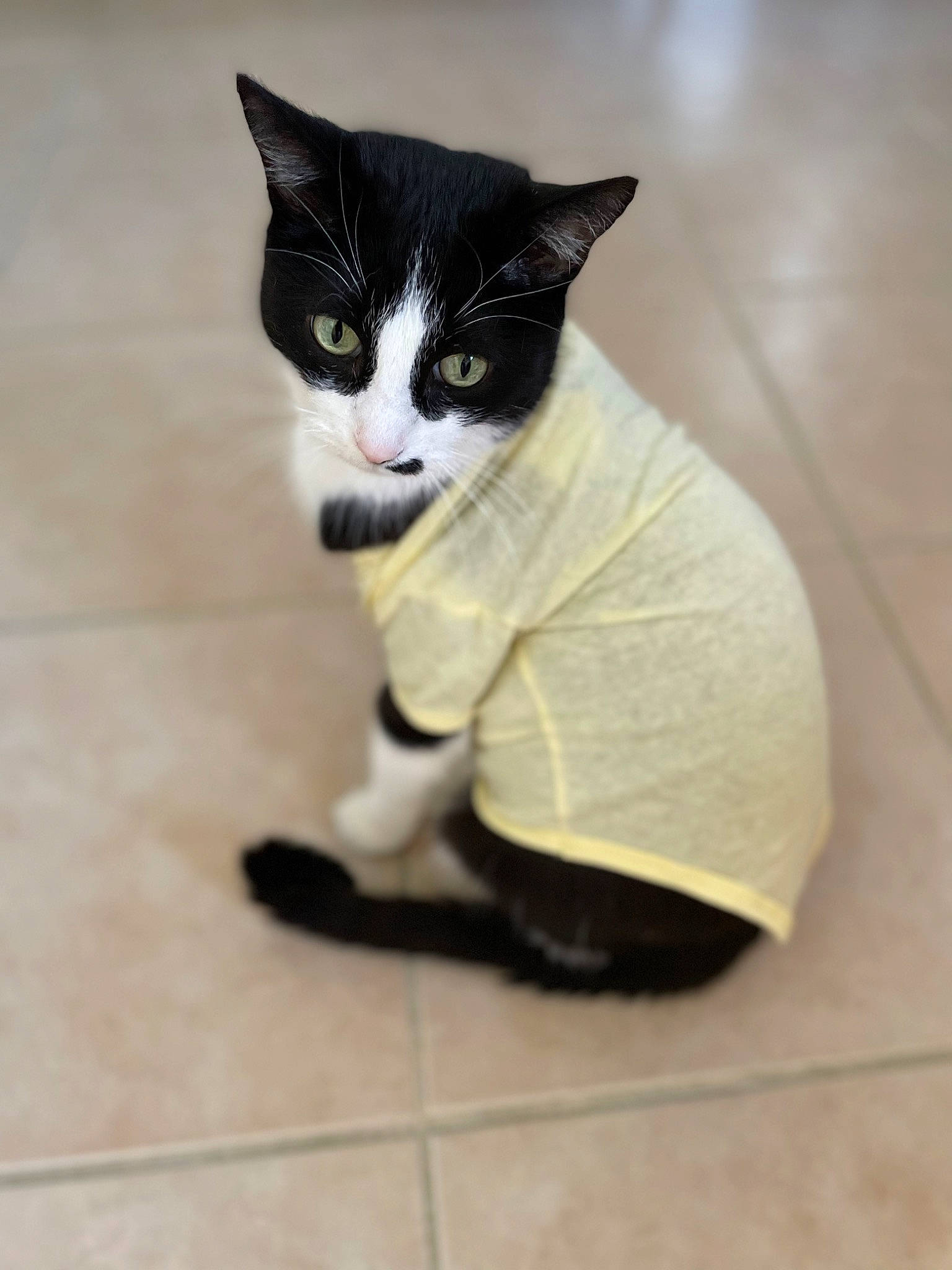 Minnie is registered to the contest to win money with this photo: black_cat, carnivore, cat, domestic_short_haired_cat, eye, felidae, floor, flooring, foot, formal_wear, fur, hardwood, human_leg, leg, small_to_medium_sized_cats, snout, suit, tail, whiskers, wood
