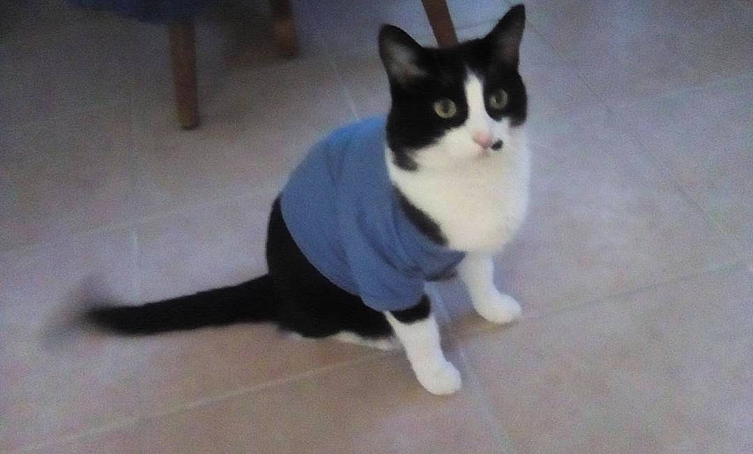 Minnie joined the competition — help win amazing prizes! carnivore, cat, domestic_short_haired_cat, felidae, flooring, fur, hardwood, paw, small_to_medium_sized_cats, snout, tail, terrestrial_animal, whiskers, wood