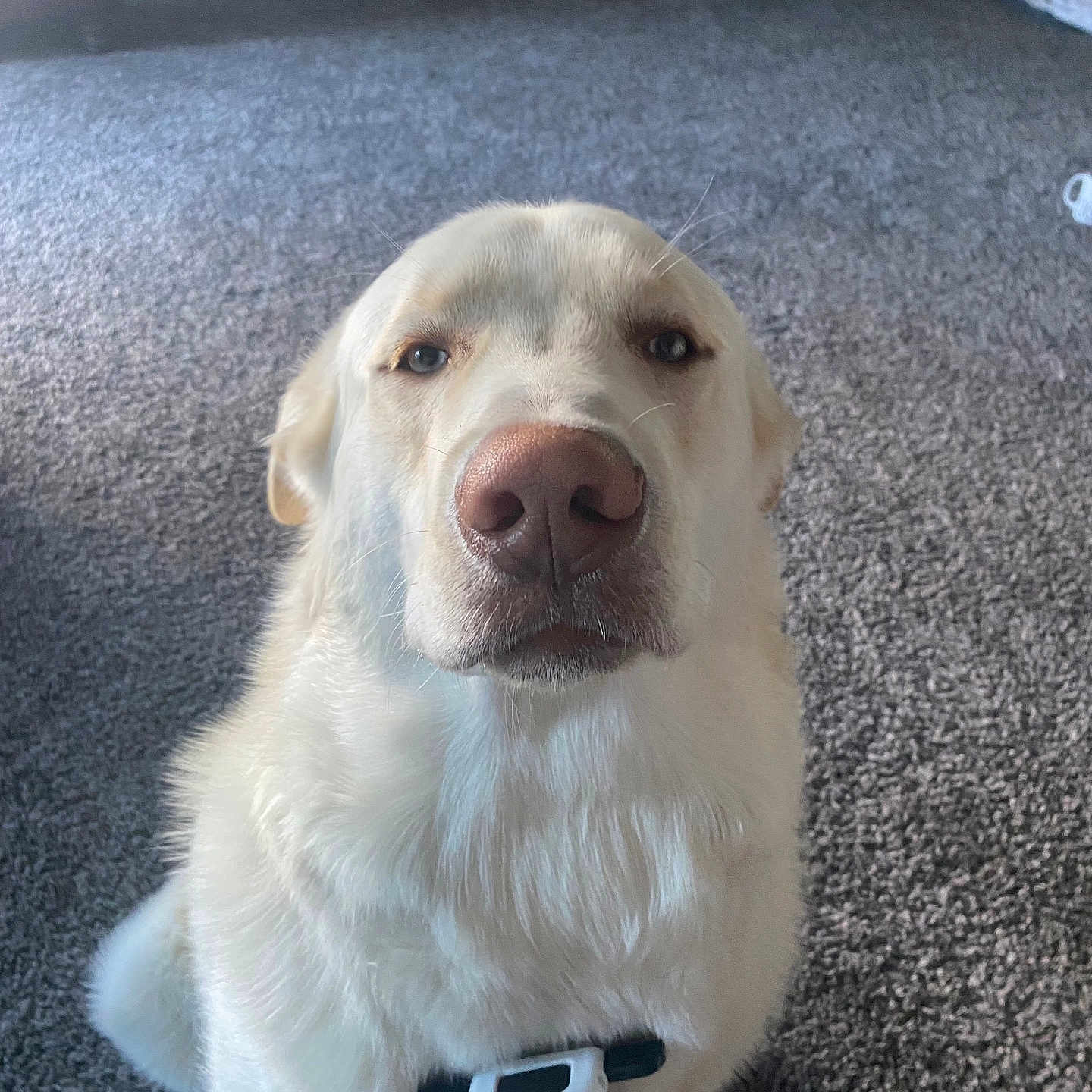 Tofu joined the competition — help win amazing prizes! animal, blade, canine, dog, electronics, face, head, hound, husky, indoors, labradorretriever, person, pet, phone, photography, portrait, puppy, razor, weapon, whitedog