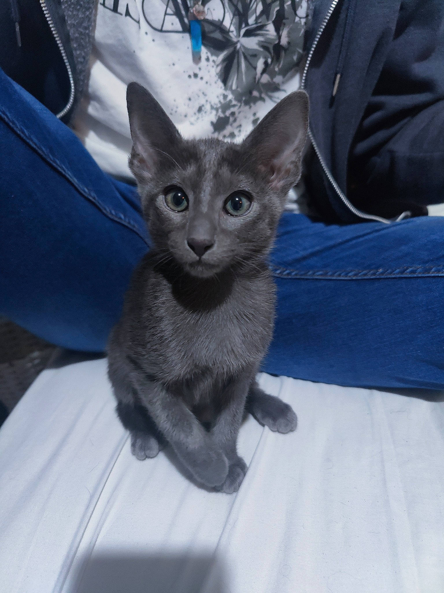 Cinder is registered to the contest to win money with this photo: carnivore, cat, cat_supply, comfort, domestic_short_haired_cat, electric_blue, fawn, felidae, fur, grey, russian_blue, sitting, sleeve, small_to_medium_sized_cats, snout, terrestrial_animal, whiskers, window