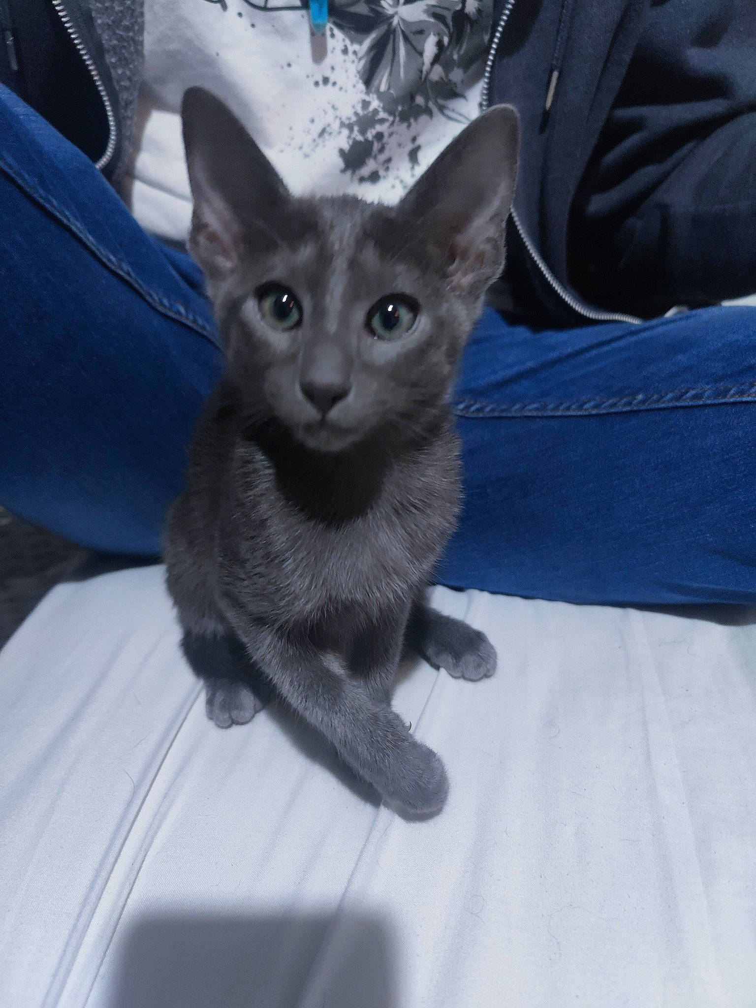 Cinder joined the competition — help win amazing prizes! carnivore, cat, claw, comfort, domestic_short_haired_cat, electric_blue, felidae, fur, grey, paw, russian_blue, small_to_medium_sized_cats, snout, whiskers