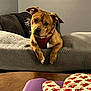 dog, brown_dog, couch, indoor, living_room, furniture, table, oven_mitt, heart_pattern, red_harness, curious, pet, cozy, wooden_table, decor, pillow, blanket, domestic_animal, animal, canine