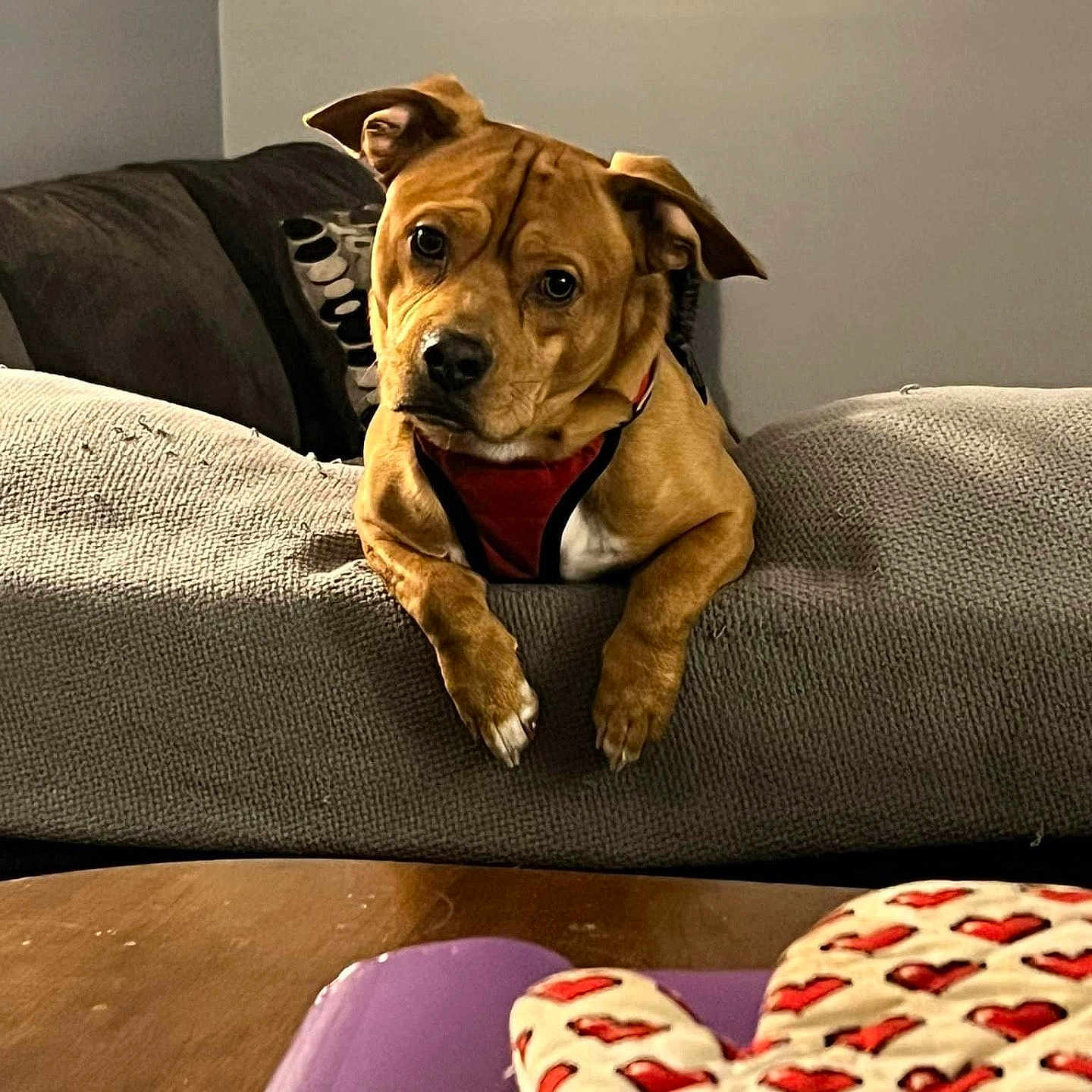 Zeus joined the competition — help win amazing prizes! animal, blanket, brown_dog, canine, couch, cozy, curious, decor, dog, domestic_animal, furniture, heart_pattern, indoor, living_room, oven_mitt, pet, pillow, red_harness, table, wooden_table